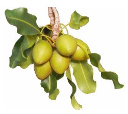 karite