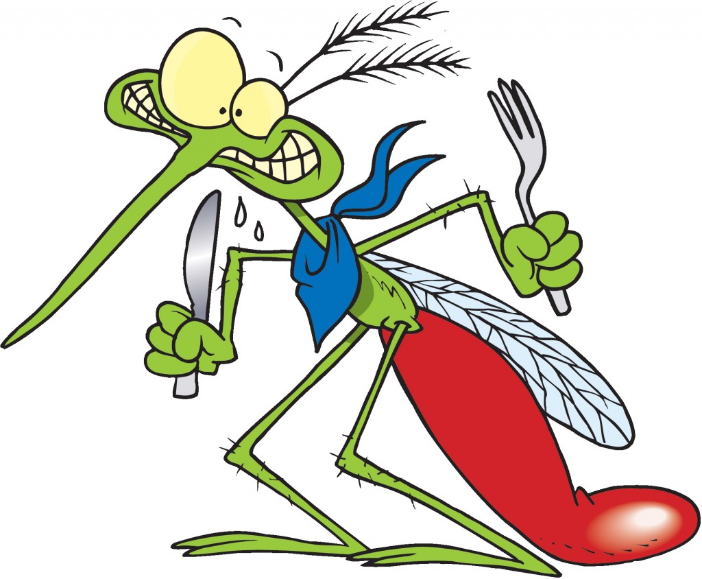 mosquito